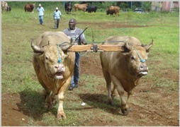 Les boeufs de la Guadeloupe